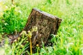 Dry stump among green grass in a sunny garden. Royalty Free Stock Photo