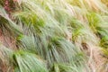 Dry summer grass texture background Royalty Free Stock Photo