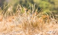 Dry summer Grass and weeds