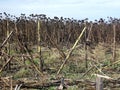 Dry sunflower