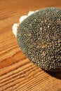 Dry sunflower with black seeds top view on a brown wooden background Royalty Free Stock Photo