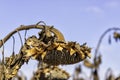 Dry sunflower head with ripe seeds