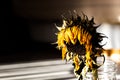 Dry Sunflower in sunlight and shadows Royalty Free Stock Photo