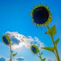 Dry sunflowers under the sky