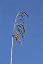 Dry Sunny Grass Stem Against Blue Sky on Field of Polesye Natural Resort in Belarus
