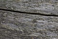 The dry surface of the old crumbling pine tree trunk Royalty Free Stock Photo