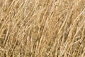 Dry Switch Grass Background Royalty Free Stock Photo