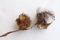 Dry sycamore seeds fell from the tree and lie in the snow Royalty Free Stock Photo