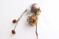 Dry sycamore seeds fell from the tree and lie in the snow Royalty Free Stock Photo