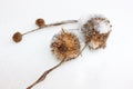 Dry sycamore seeds fell from the tree and lie in the snow