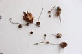 Dry sycamore seeds fell from the tree and lie in the snow next to a dry leaf Royalty Free Stock Photo