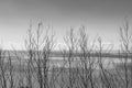 dry branches of grass against the background of a seascape - black and white photo