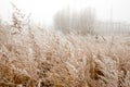 The dry tall grass is covered with frost against the background of fog. Field of withered grass. Natural autumn