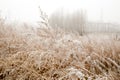 The dry tall grass is covered with frost against the background of fog. Field of withered grass. Natural autumn background