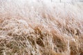 The dry tall grass is covered with frost against the background of fog. Field of withered grass. Natural autumn background