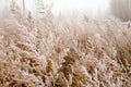 The dry tall grass is covered with frost against the background of fog. Field of withered grass. Natural autumn