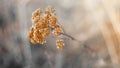 Dry tall reed grass. The bouquet wilted. Dead wood in warm colors with a shallow depth of field. Shot on Helios 16: 9