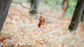 Dry tall reed grass. The bouquet wilted. Dead wood in warm colors with a shallow depth of field. Shot on Helios 16: 9