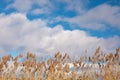 Dry tall yellow reeds against a blue cloudy dramatic sky on a bright sunny day Royalty Free Stock Photo