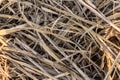 Dry, tangled grasses and straw create a dense, intricate texture with overlapping layers.