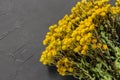 Dry tansy tanacetum vulgare, alternative herbal medicine, natural anti-inflammatory antimicrobial plant for therapy on gray Royalty Free Stock Photo