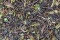 dry tea leaves for pattern and background Royalty Free Stock Photo
