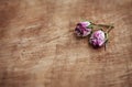 Dry tea roses on the old wood background Royalty Free Stock Photo