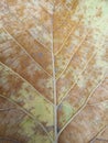 dry teak tree leaves. dry leaf background.