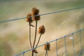 Dry teasel thistle-like flowerhead against wind blown  blurred background Royalty Free Stock Photo