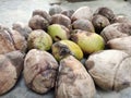 Dry tender coconuts places in a container