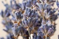 dry tender lavender up close, amazing nature