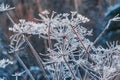 Dry thin blades of grass in frost on the background of snow, illuminated by the sun, close-up. Beautiful winter background Royalty Free Stock Photo