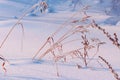 Dry thin blades of grass in frost on the background of snow, illuminated by the sun, close-up. Beautiful winter background Royalty Free Stock Photo