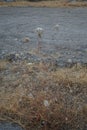 Dry thistle in August. Carduus, thistle, is a genus of flowering plants in the aster family, Asteraceae, and the tribe Cynareae.