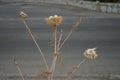 Dry thistle in August. Carduus, thistle, is a genus of flowering plants in the aster family, Asteraceae, and the tribe Cynareae.