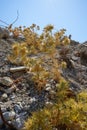 Dry thistle in August. Carduus, thistle, is a genus of flowering plants in the aster family, Asteraceae, and the tribe Cynareae.