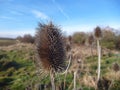 Dry thistle in autumn meadow Royalty Free Stock Photo