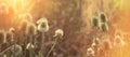 Dry thistle - burdock in meadow, in late afternoon