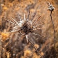 Dry thistle Royalty Free Stock Photo