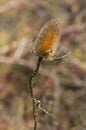 Dry thistle in the field defies the autumn and the coming winter