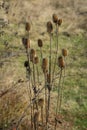 Dry thistle in the field defies the autumn and the coming winter Royalty Free Stock Photo