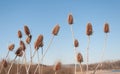 Dry thistle in the field Royalty Free Stock Photo