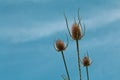 Dry thistle flowerhead Royalty Free Stock Photo