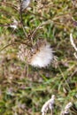 Dry thistle in a meadow, defocused background Royalty Free Stock Photo