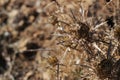 Dry thistle plant under the sun in the mountain. Royalty Free Stock Photo