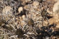 Dry thistle plant under the sun in the mountain Royalty Free Stock Photo