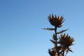 Dry thistle plant under the sun in the mountain Royalty Free Stock Photo