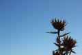 Dry thistle plant under the sun in the mountain Royalty Free Stock Photo