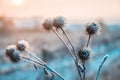 Dry thistle plants covered in snow on a frosty and sunny winter morning Royalty Free Stock Photo