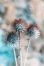 Dry thistle plants covered in snow on a frosty and sunny winter morning Royalty Free Stock Photo